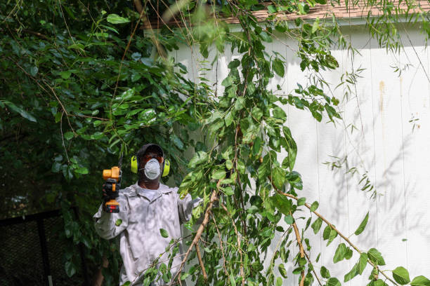 Tree and Shrub Care in Hayden, ID
